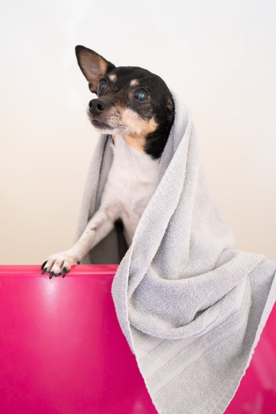 Hund im Handtuch nach dem Baden