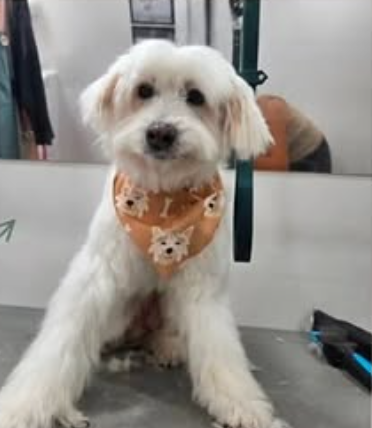 Hund nach der Pflege