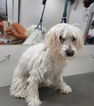 Hund während der Pflege
